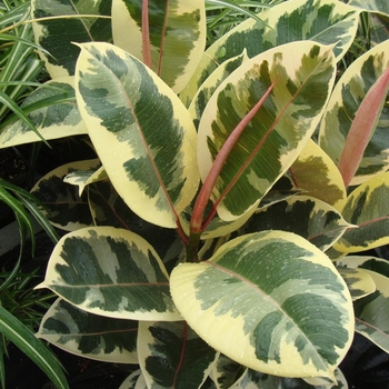 Ficus elastica 'Tineke' 