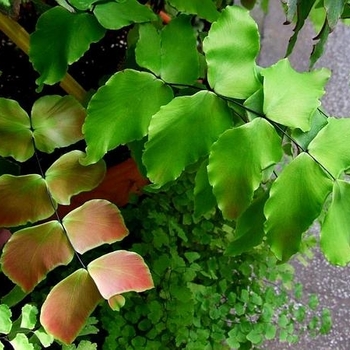 Adiantum macrophyllum