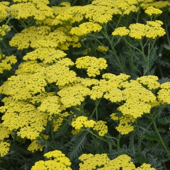 Achillea millefolium 'Sassy Summer Lemon'