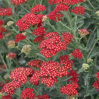 Achillea millefolium 'Sassy Summer Sangria' 