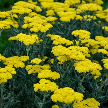 Achillea millefolium 'Sassy Summer Silver'