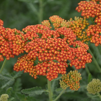 Achillea millefolium 'Sassy Summer Sunset' 