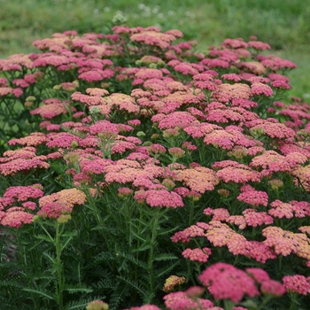 Achillea millefolium 'Sassy Summer Taffy'