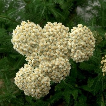 Achillea Desert Eve™ 'Cream'