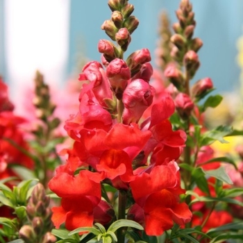 Antirrhinum majus 'Sonnet Orange Scarlet' 