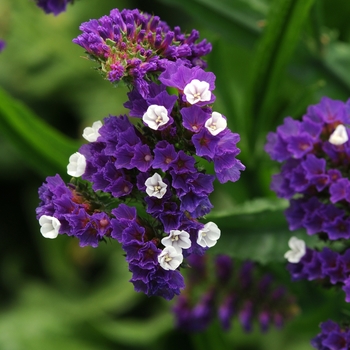 Limonium sinuatum 'QIS Purple'