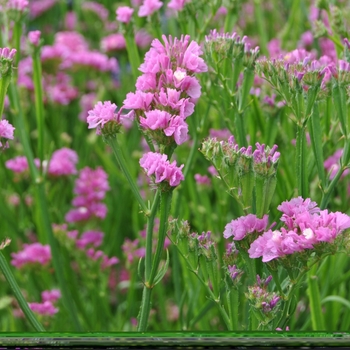 Limonium sinuatum 'QIS Rose' 