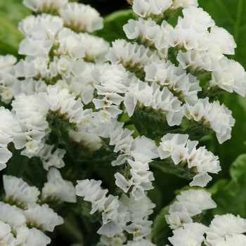 Limonium sinuatum 'QIS White' 