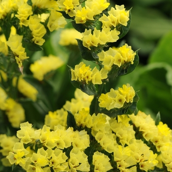 Limonium sinuatum 'QIS Yellow' 