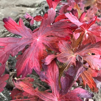 Geranium maculatum 'Crane Dance' 