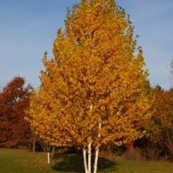 Betula papyrifera 'Renaissance Oasis®' Oenci PP12766