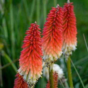 Kniphofia 'High Roller' PPAF