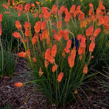 Kniphofia 'Poker Face' PPAF