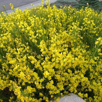 Cytisus purgans 'Spanish Gold®' 