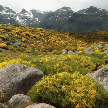 Genista pilosa 'Gold Flash' 