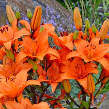 Lilium 'Elite'