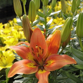 Lilium FantAsiatic 'Bronze'