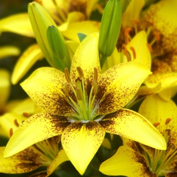 Lilium FantAsiatic 'Hot-Spot Yellow'