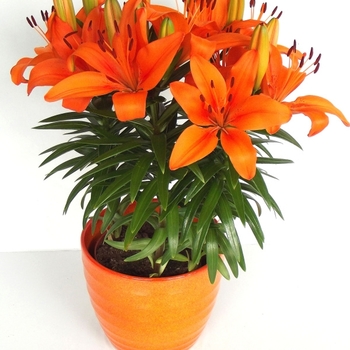 Lilium 'Peach' 