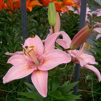 Lilium 'Pink' 