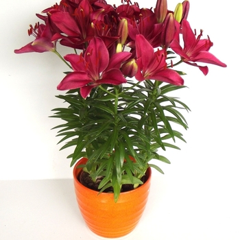 Lilium FantAsiatic Raspberry