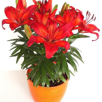 Lilium 'Red' 