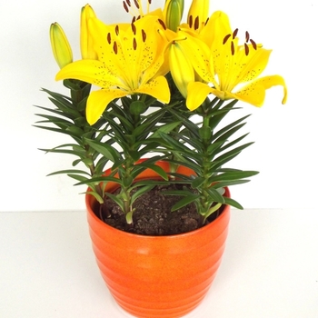 Lilium FantAsiatic 'Yellow'