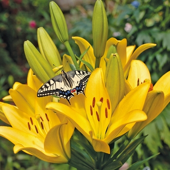 Lilium 'Nove Cento'