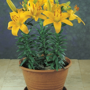 Lilium 'Golden Pixie' 