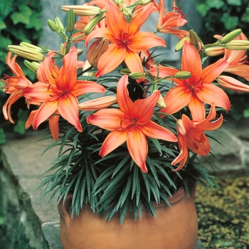 Lilium 'Peach Pixie'