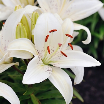 Lilium 'Umbria'