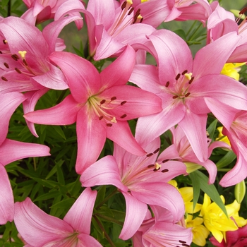 Lilium 'Vivaldi' 