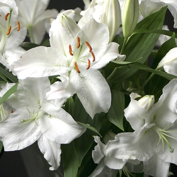 Lilium 'Montana' 