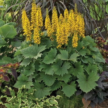 Ligularia 'Bottle Rocket'