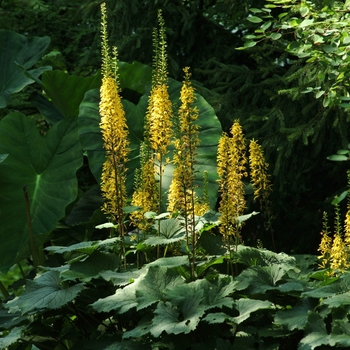 Ligularia stenocephala 'The Rocket' 