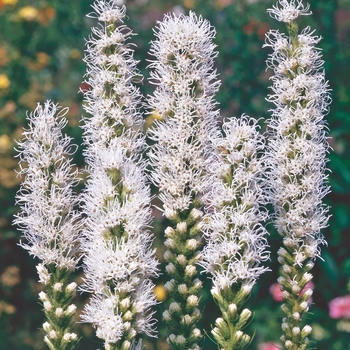 Liatris spicata 'Alba' 