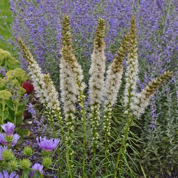 Liatris spicata 'Floristan White'