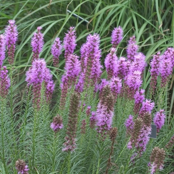 Liatris spicata 'Floristan Violet' 