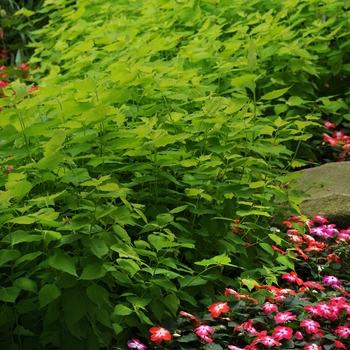 Leycesteria formosa 'Jealousy' 