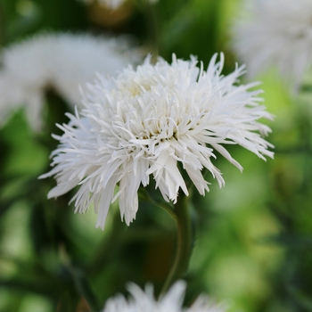 Leucanthemum x superbum 'Sante'