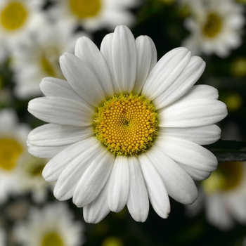 Leucanthemum maximum 'Leo' 