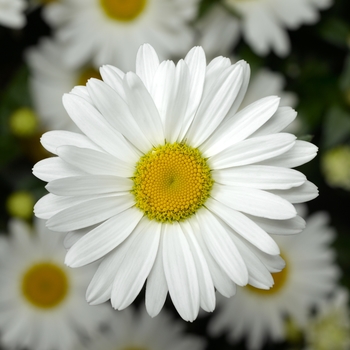 Leucanthemum maximum Western Star™ 'Taurus'