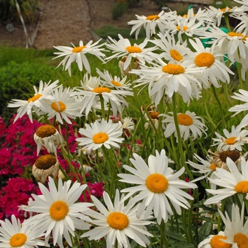 Leucanthemum x superbum 'Alaska'