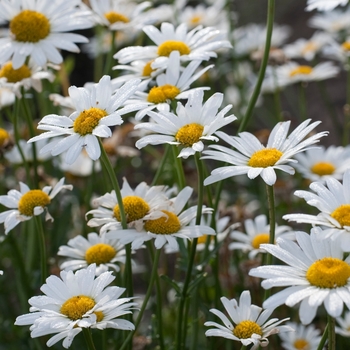 Leucanthemum x superbum 'White Breeze' 