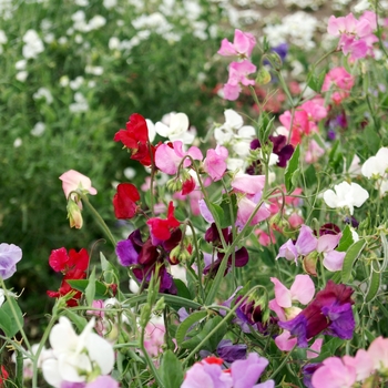 Lathyrus odoratus 'Knee Hi Mix'