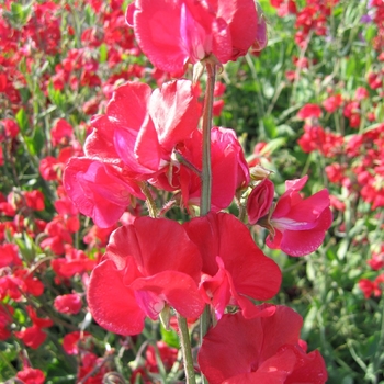 Lathyrus odoratus Mammoth 'Crimson'