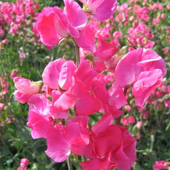 Lathyrus odoratus Mammoth 'Deep Rose'