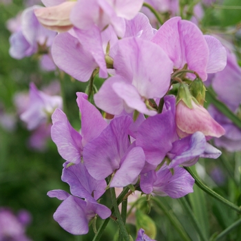 Lathyrus odoratus 'Lavender' 