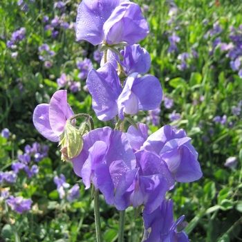 Lathyrus odoratus Mammoth 'Mid Blue'