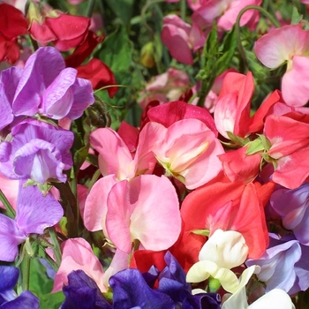 Lathyrus odoratus 'Mix' 